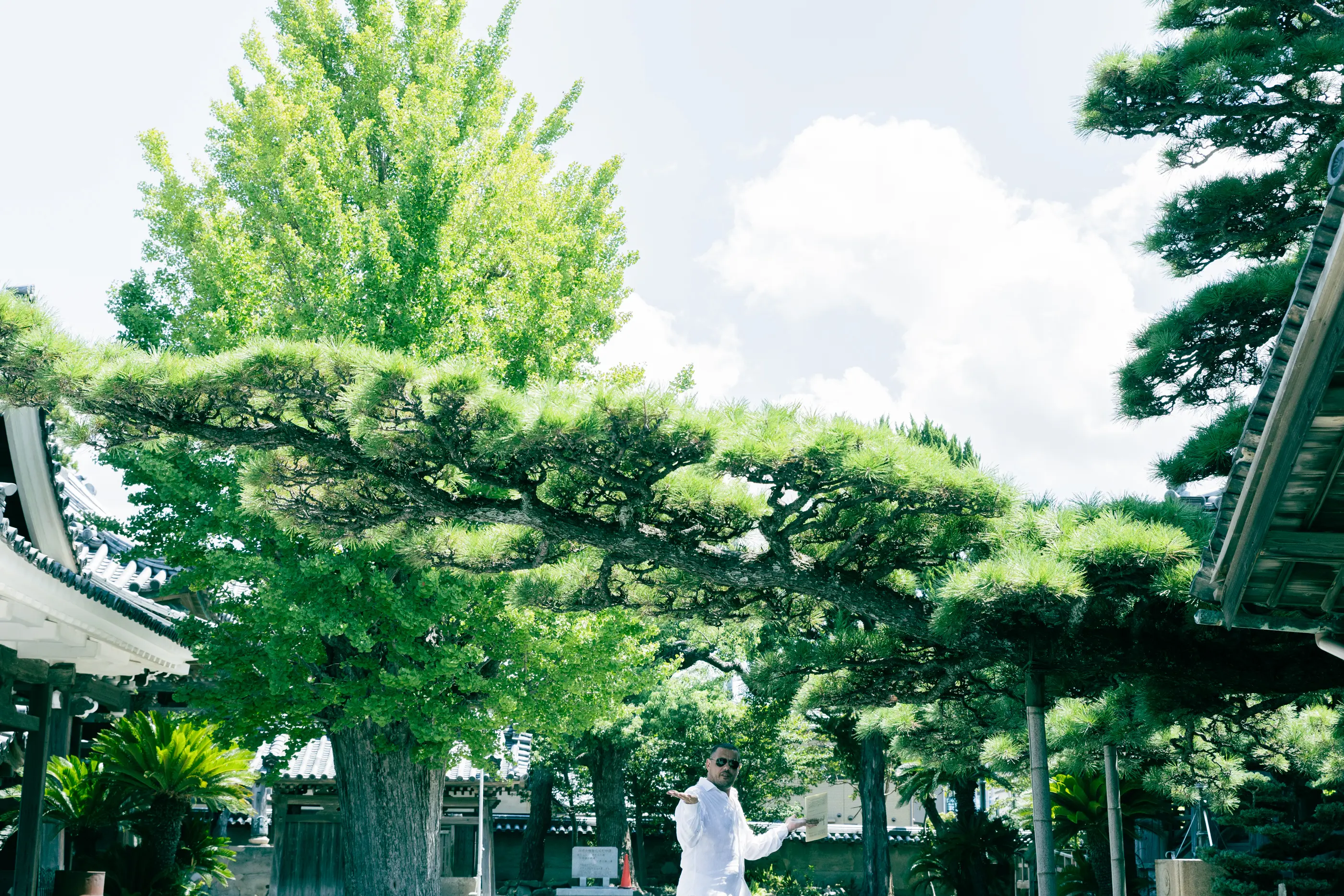 一棵雄偉的松樹