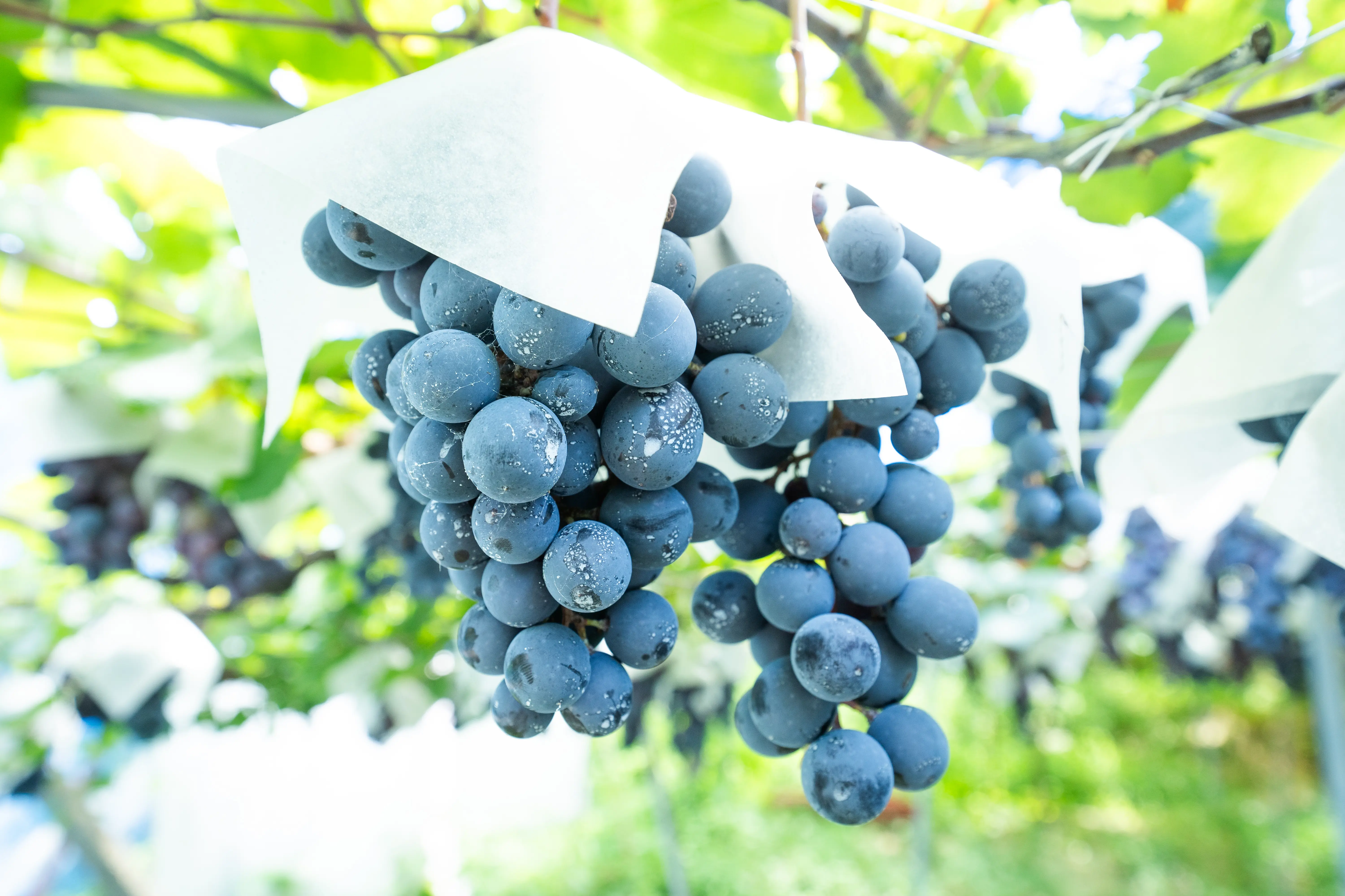 馬斯喀特貝利 已上傳照片