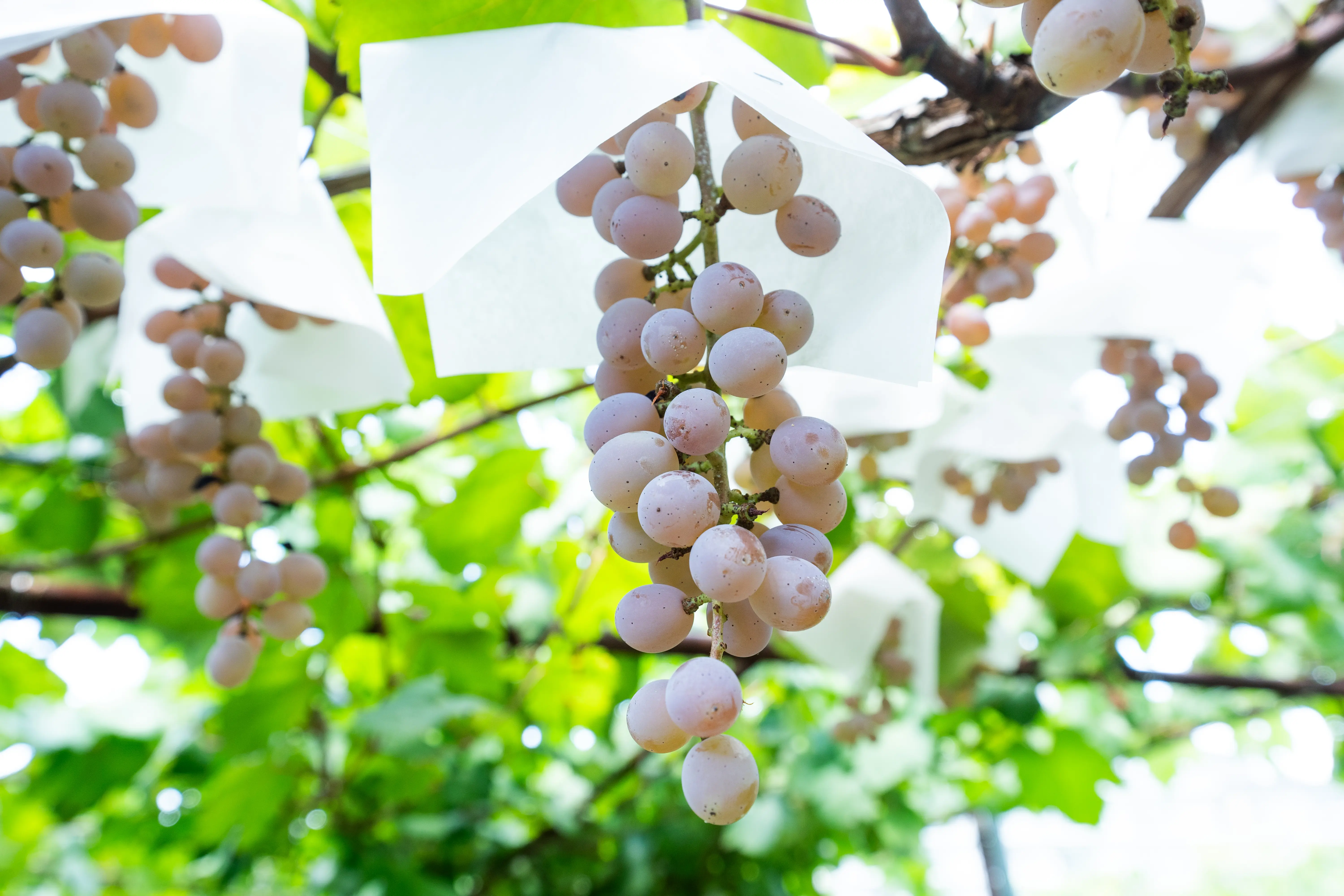 上傳了葛飾本武堂的照片