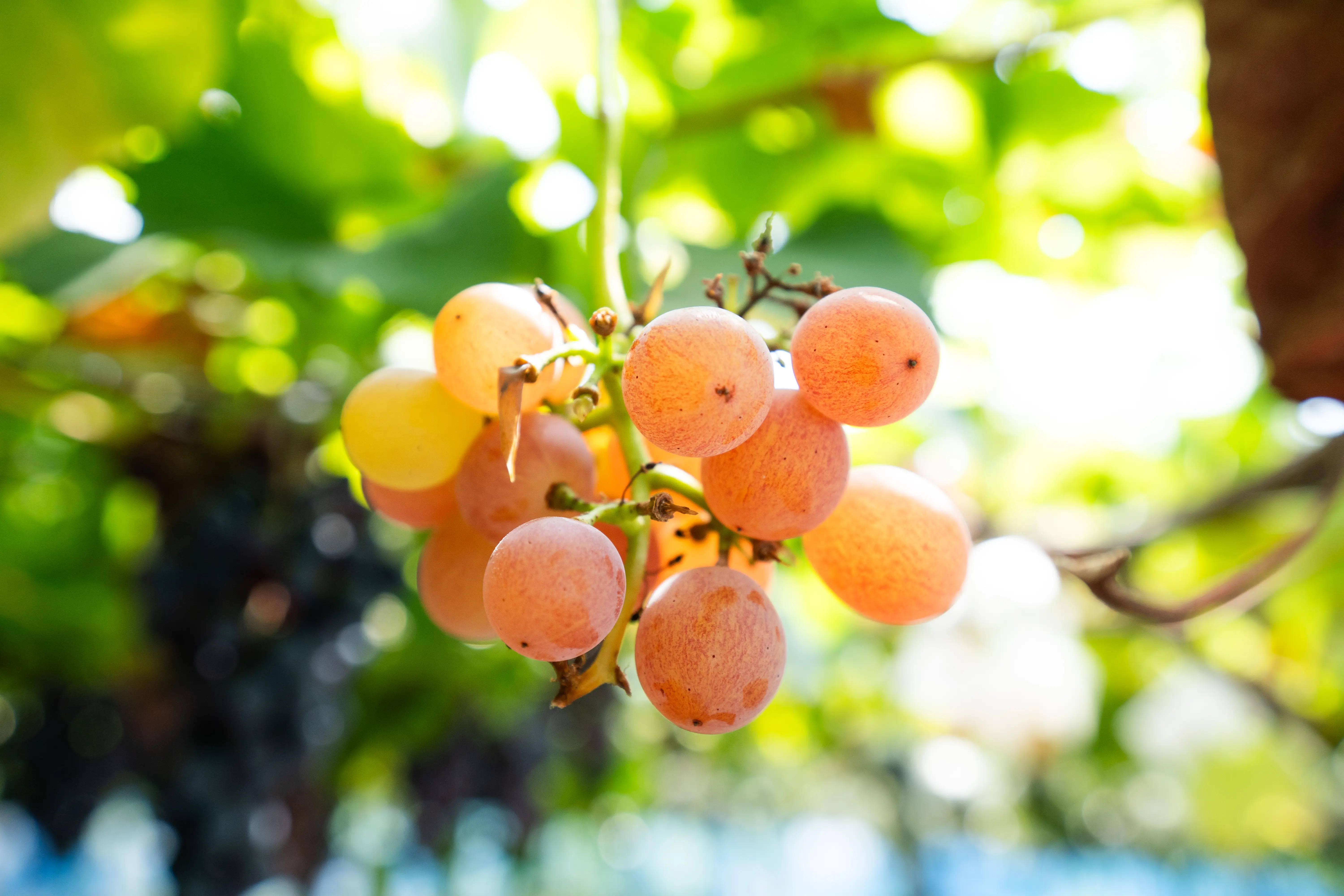 無籽葡萄「我的心」的特寫