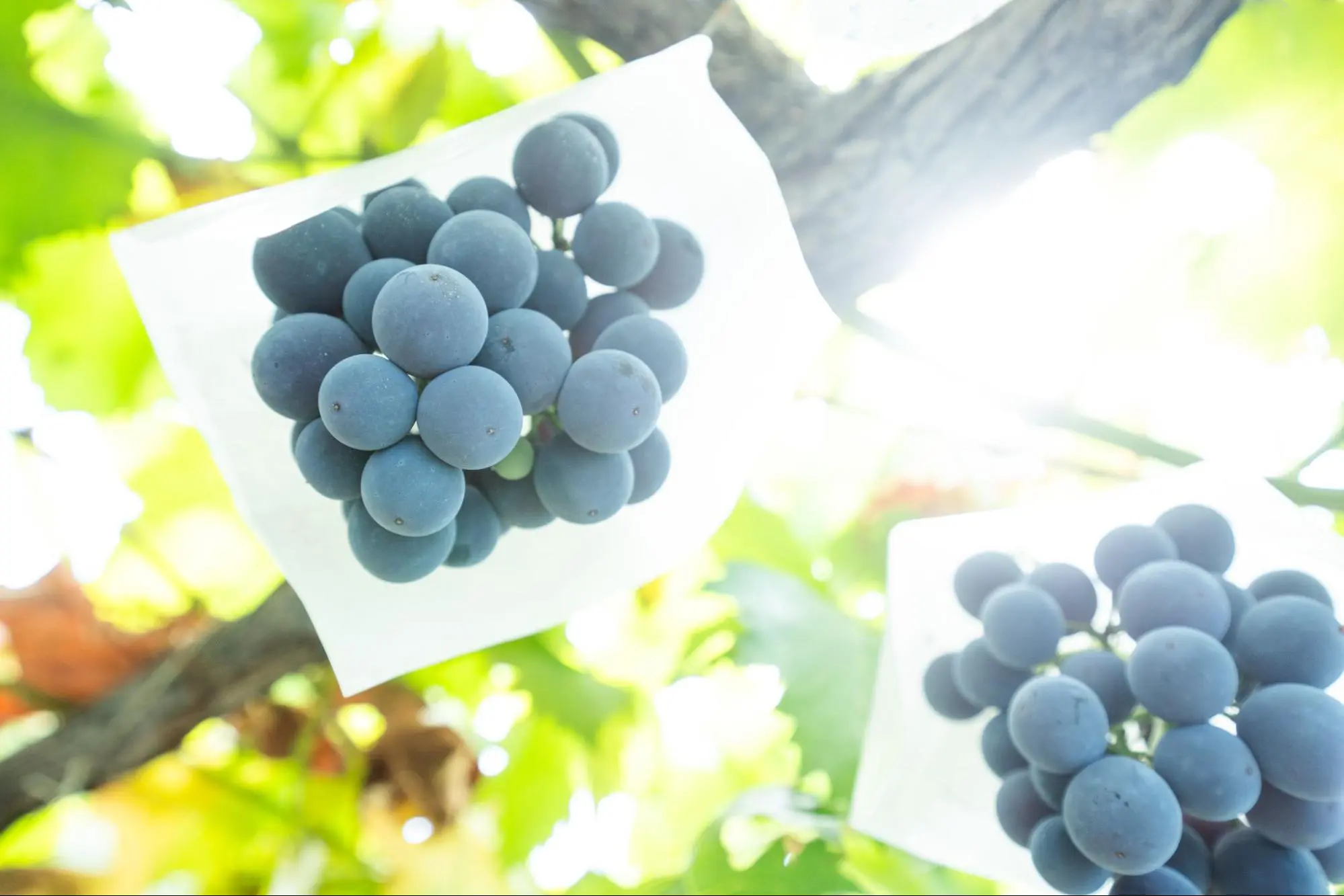 巨峰葡萄的特寫