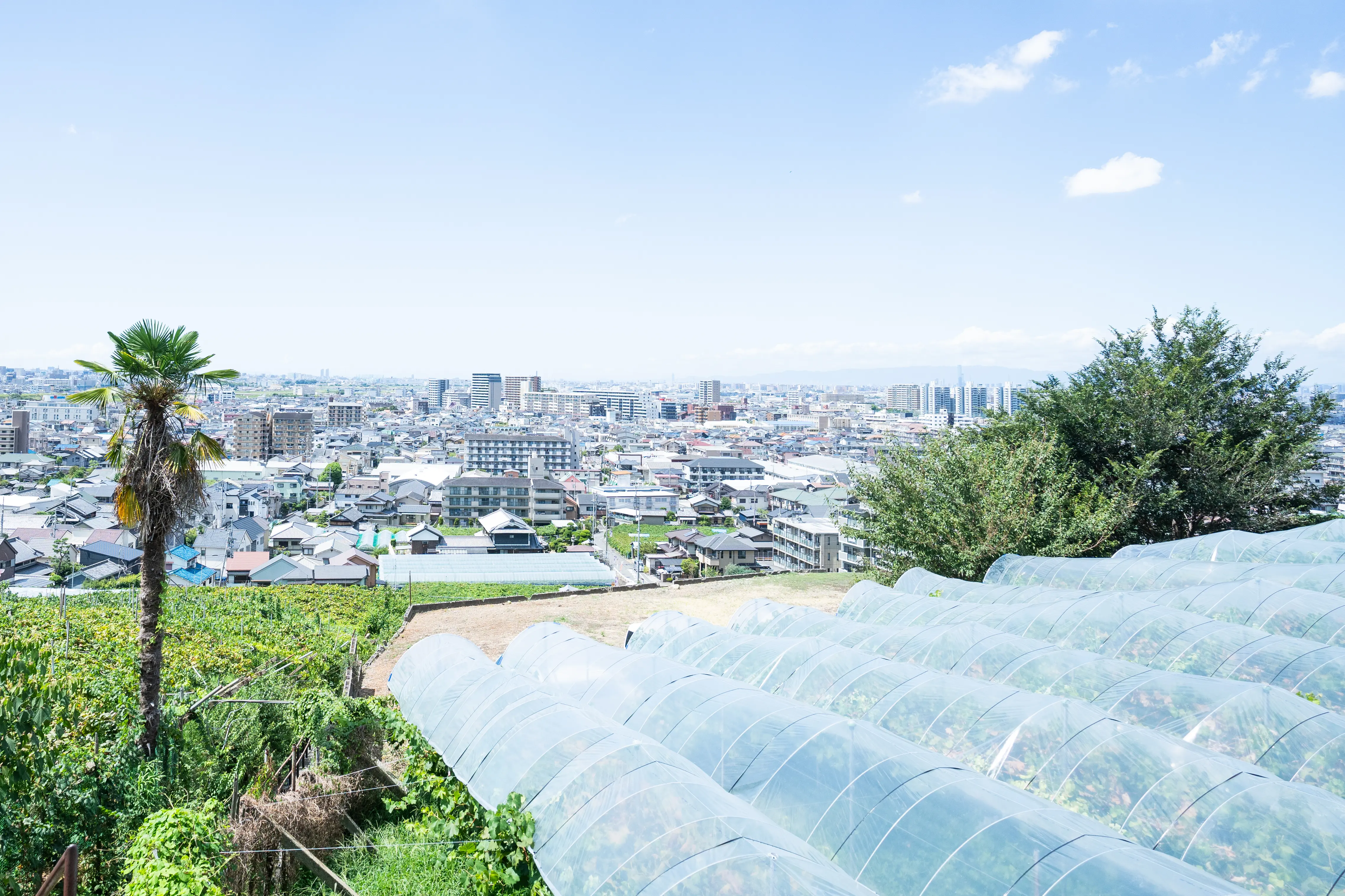 從葡萄園俯瞰城市