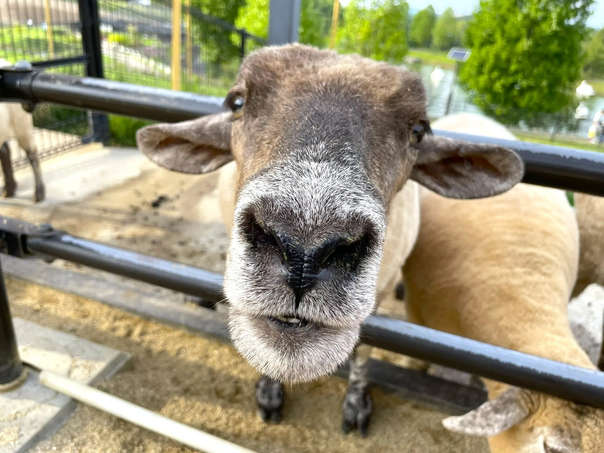 可愛的綿羊特寫