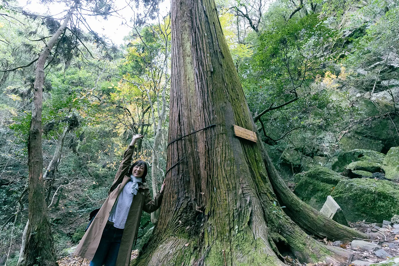 大阪府で最も高い杉の木
