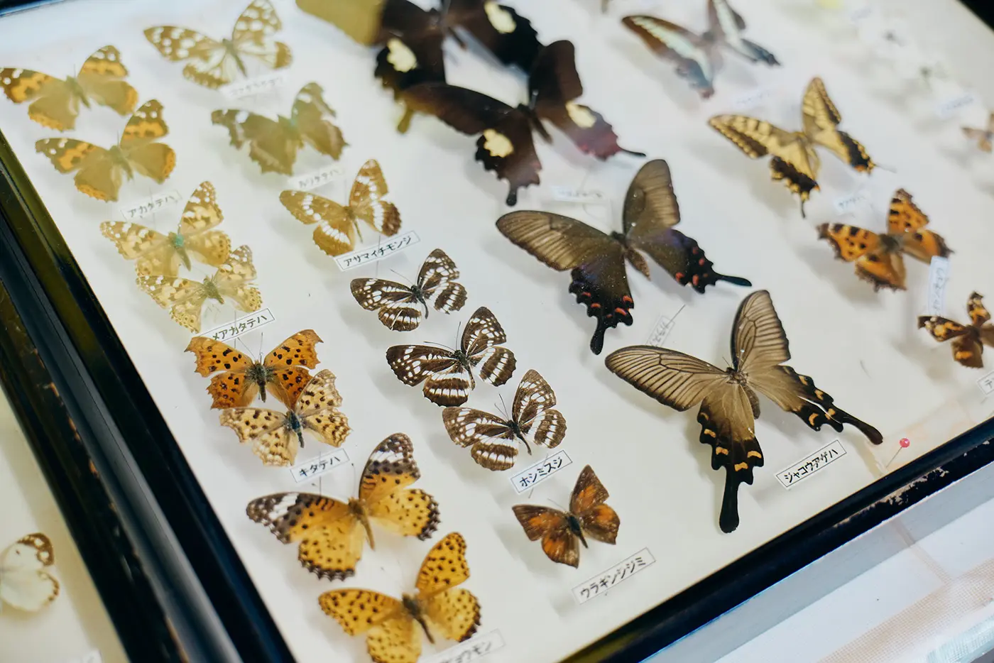蝶の標本