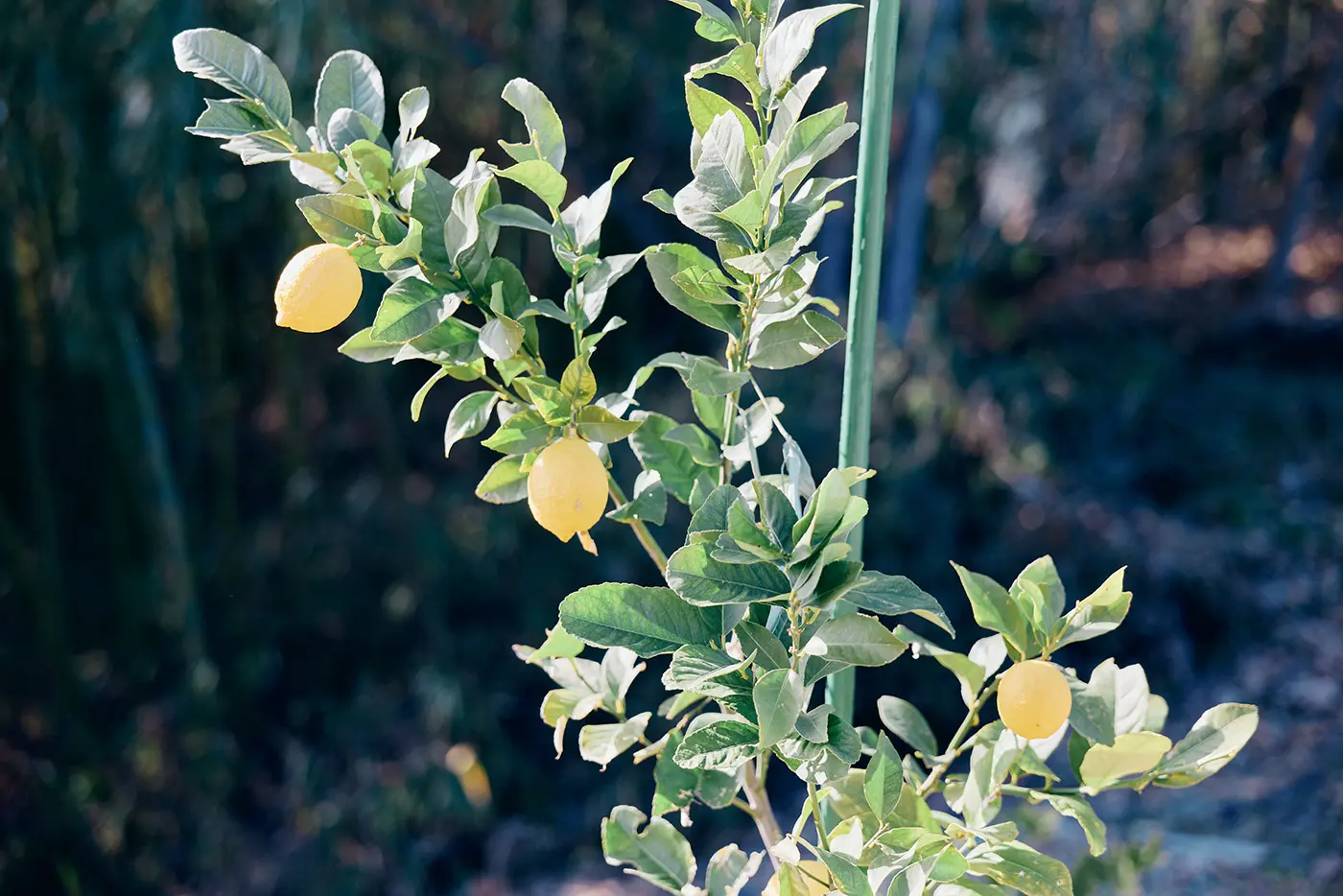 レモンの木