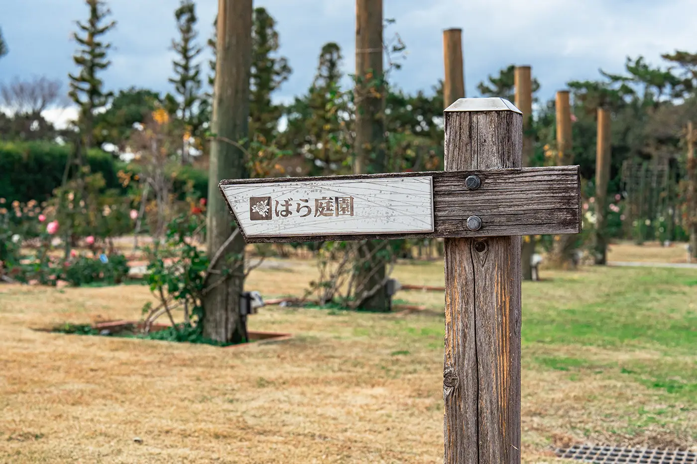 Signpost to the rose garden