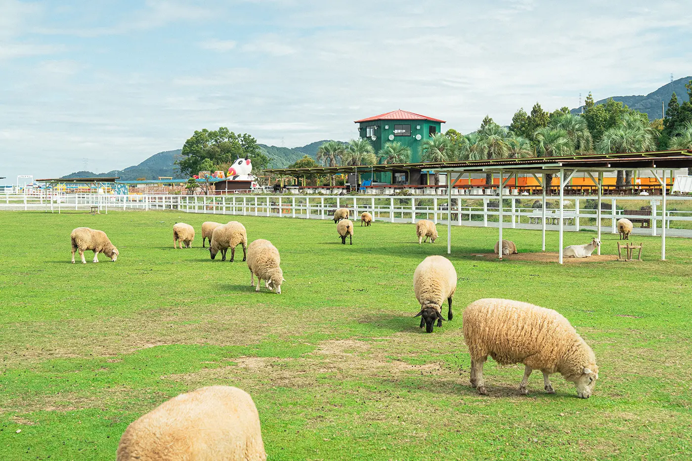 Sheep grazing in the field