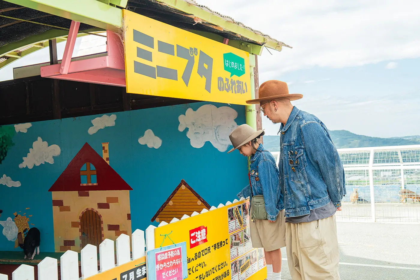 Miniature pig petting corner