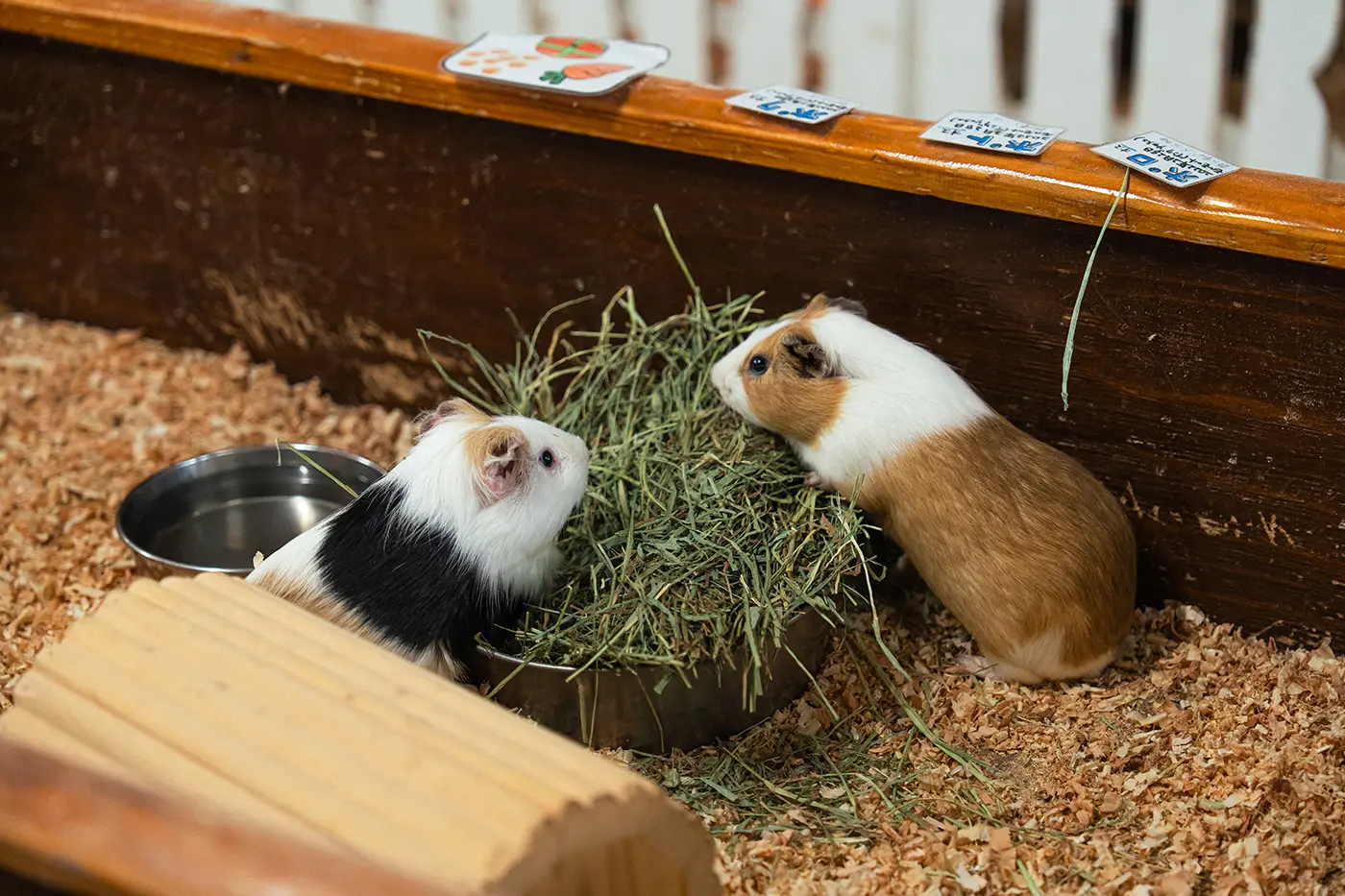 guinea pig