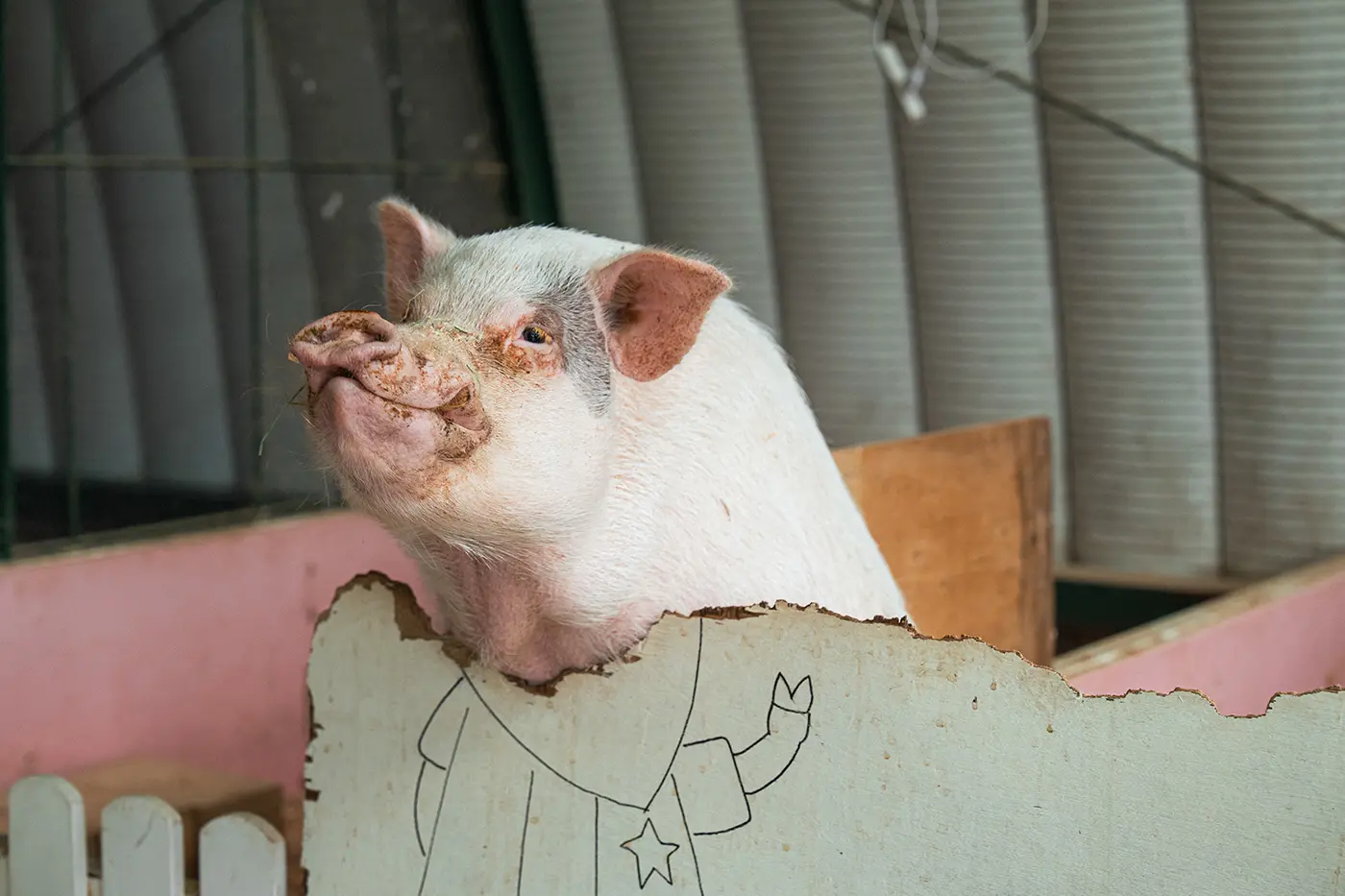 Pig