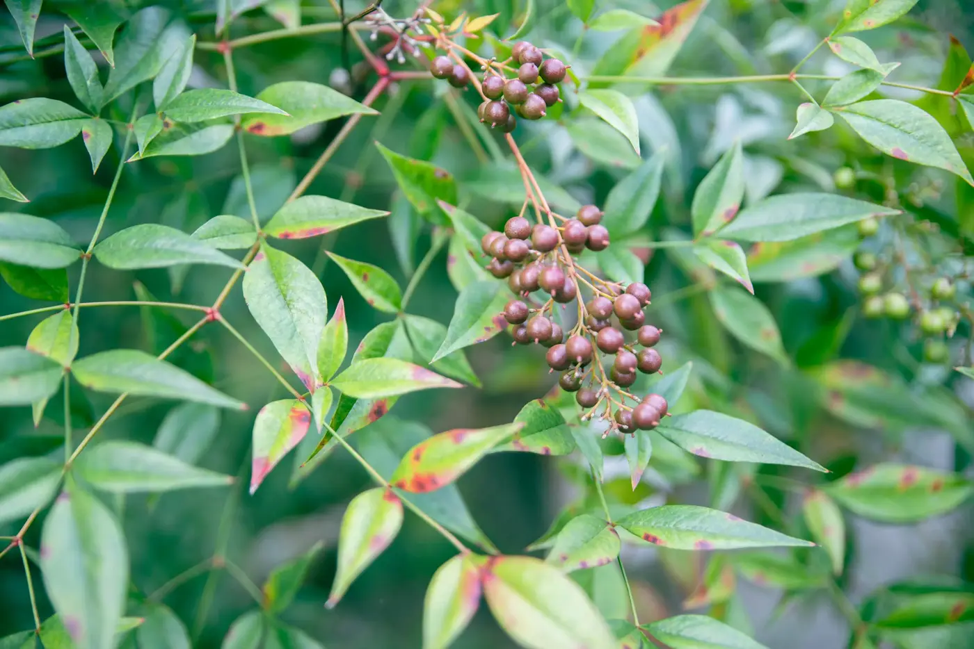Close-up photo of nandina