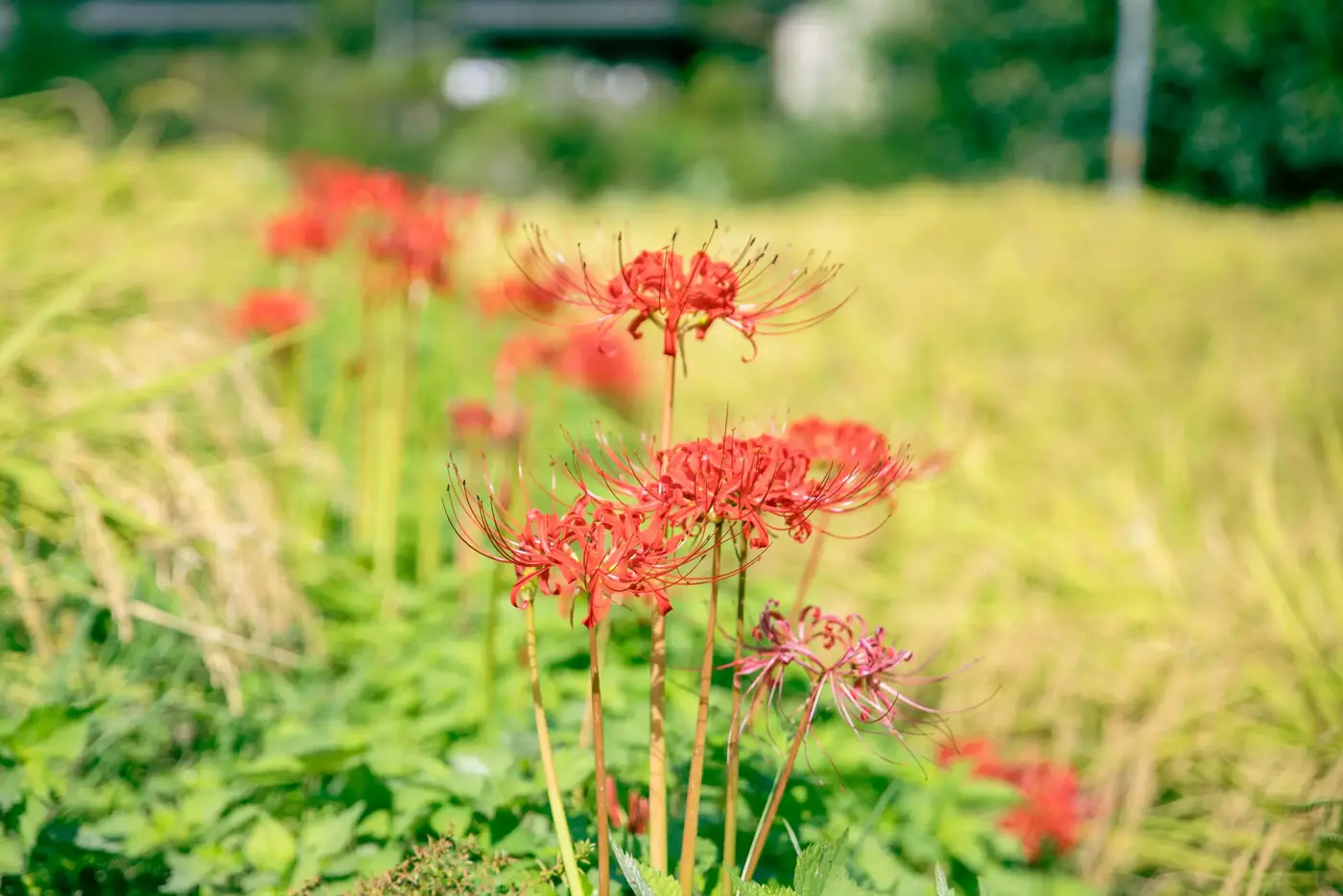 Photo of red spider lilies