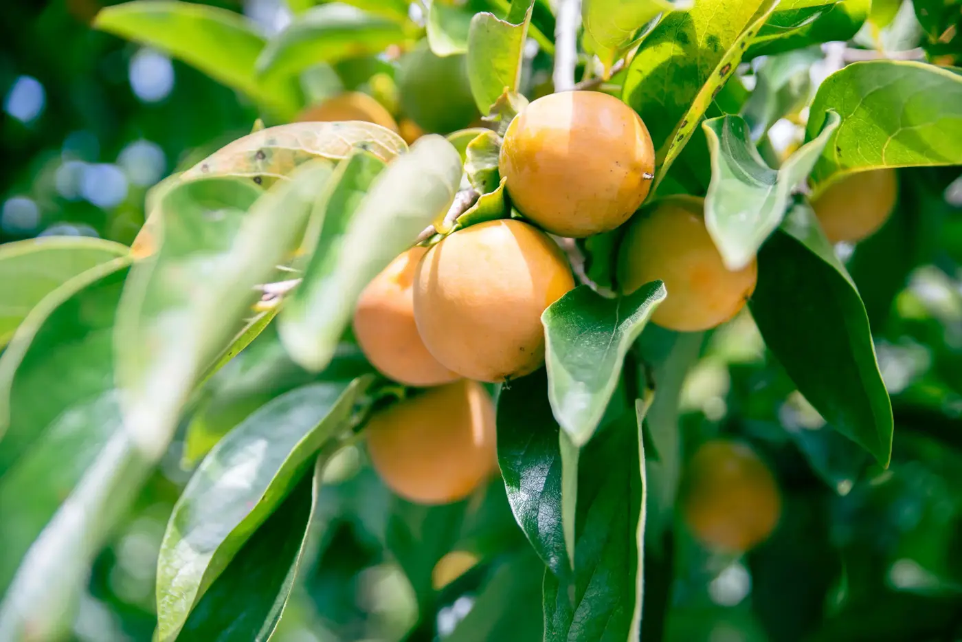 Persimmon fruit photo