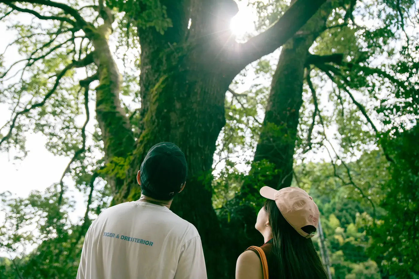 Giant tree in the temple grounds