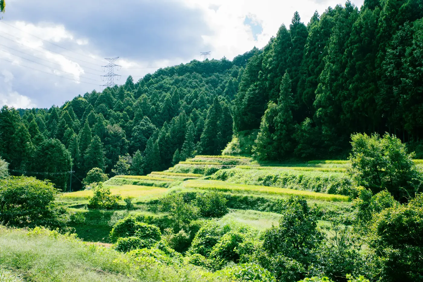 Beautiful terraced rice fields in Nagareya