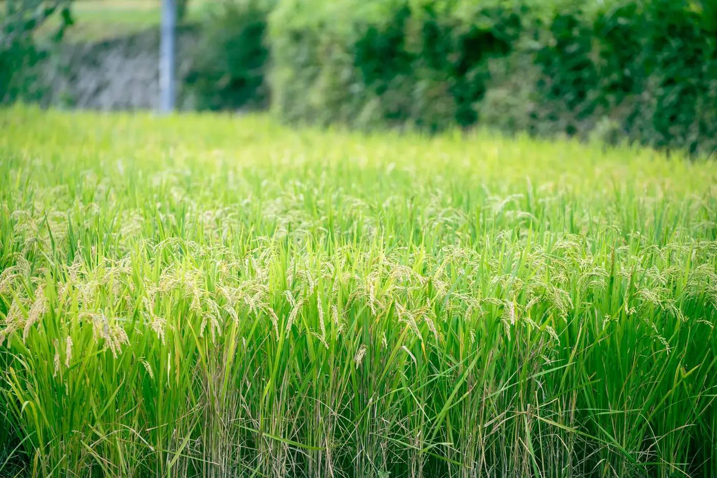 Beautiful, ripe rice ears
