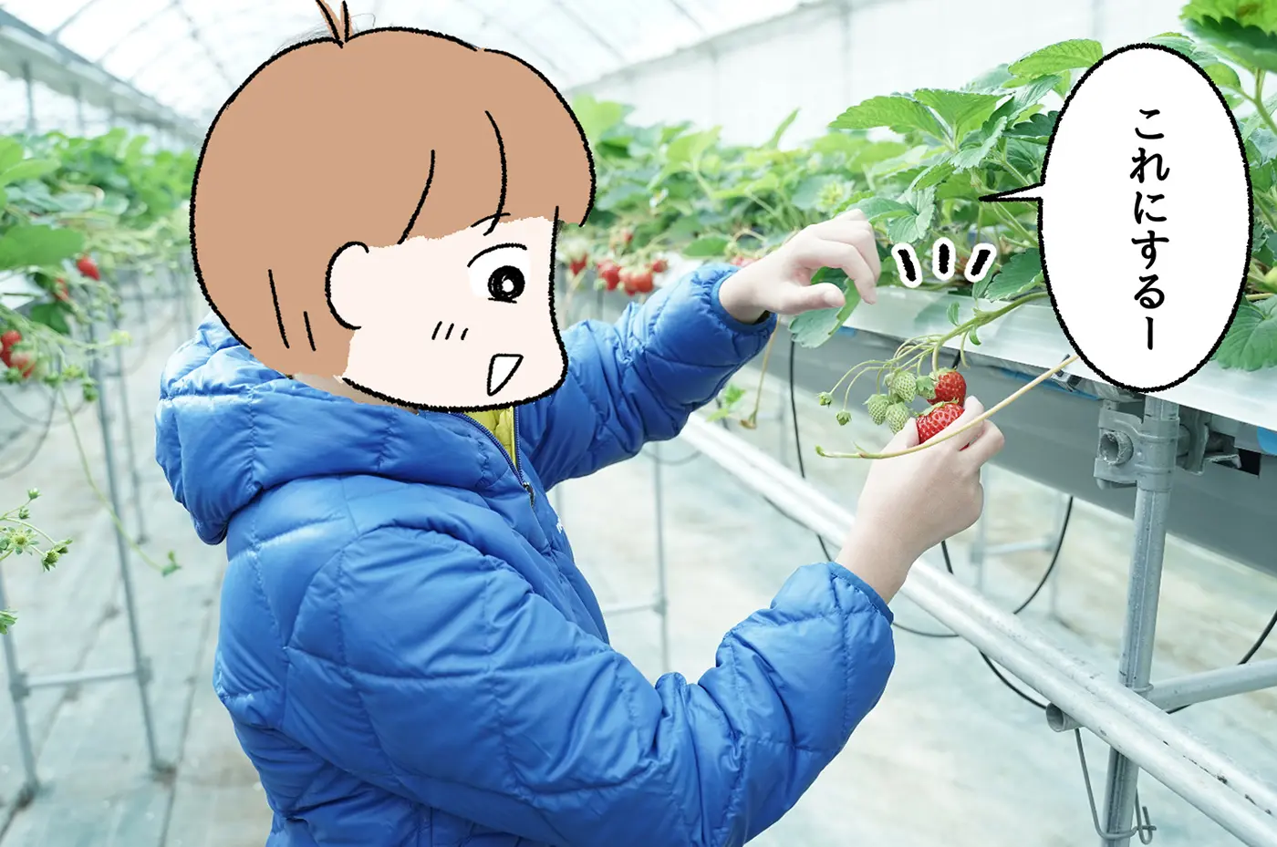 もぎとった新鮮ないちごを、その場で食べることができるのも魅力の一つ