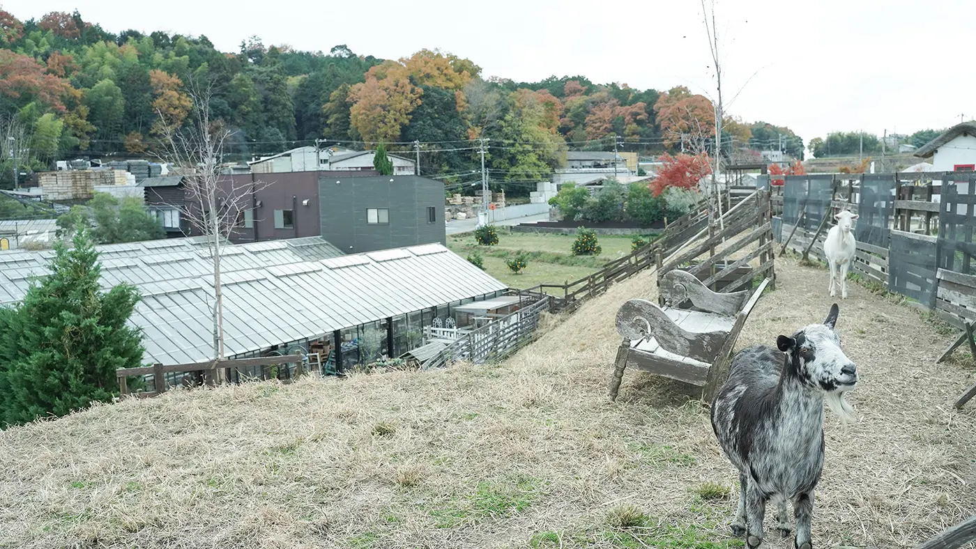 2匹のヤギが迎えてくれました