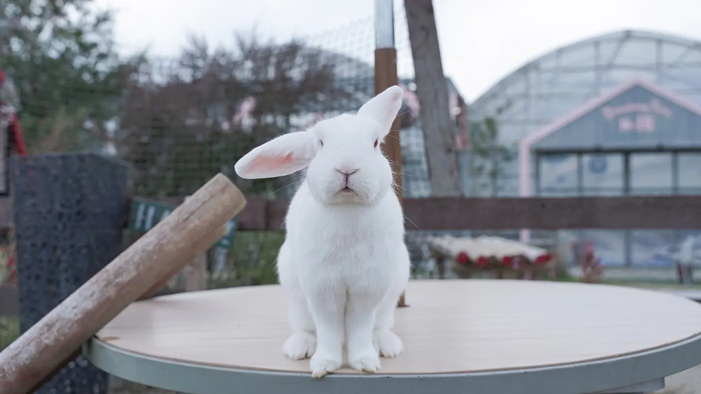 じっとこちらを見ていた白うさぎ