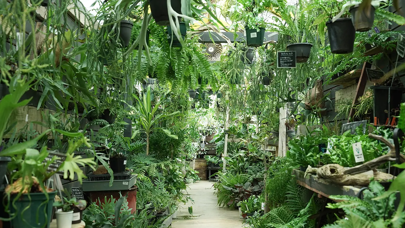 人気の観葉植物から、見たことのない植物まで、あらゆる種類の植物が置いてあります