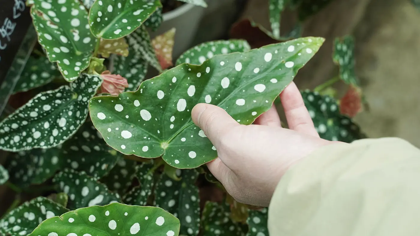 お店で一番人気の「ベゴニア・マクラータ」