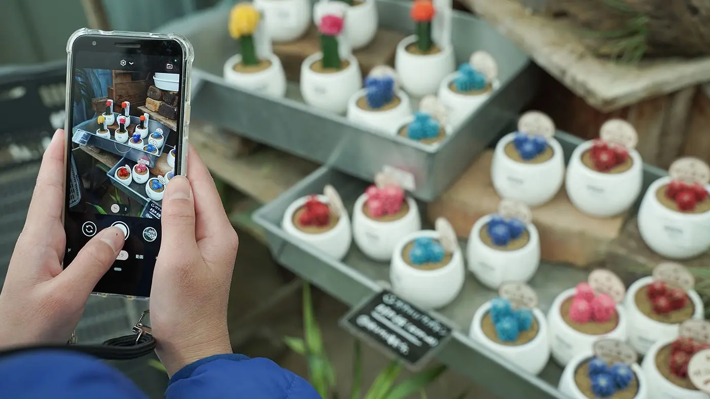 カラフルでかわいいサボテン