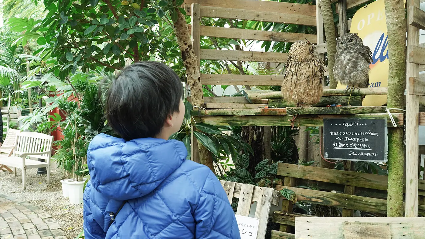 なんとふくろうに遭遇！