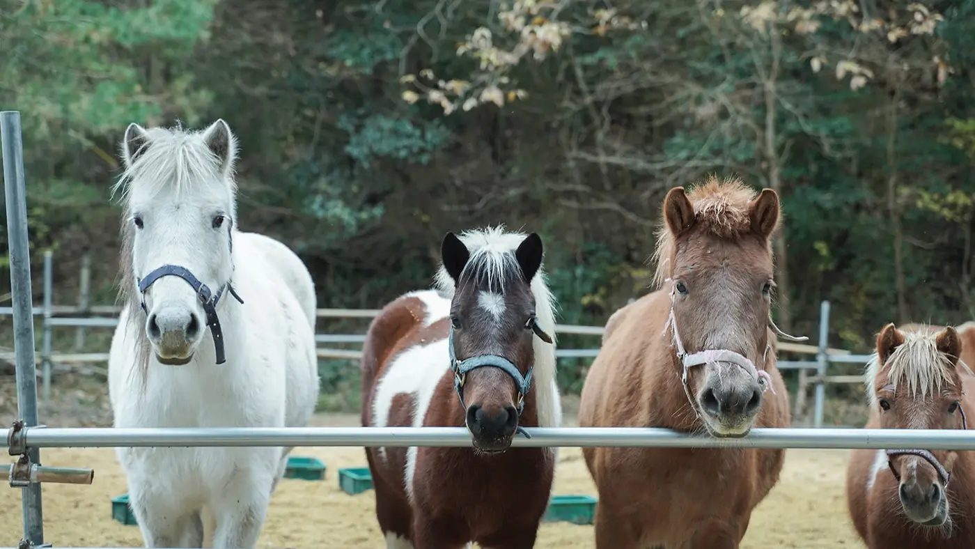 ひろばに入ると、私たちに気づいた馬たちが近寄ってきてくれました