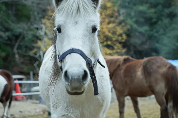 馬あそび 山あそび ぱかぽこひろば