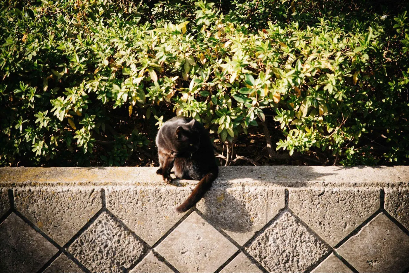 お気づきかと思いますが……北加賀屋はアートだけでなく猫も、ところどころに！ 地域猫の数、なんと19匹