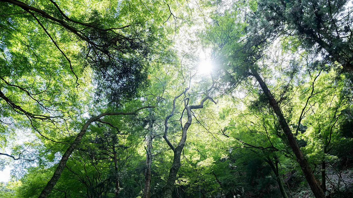 木々の隙間からこぼれる光がとってもきれい。