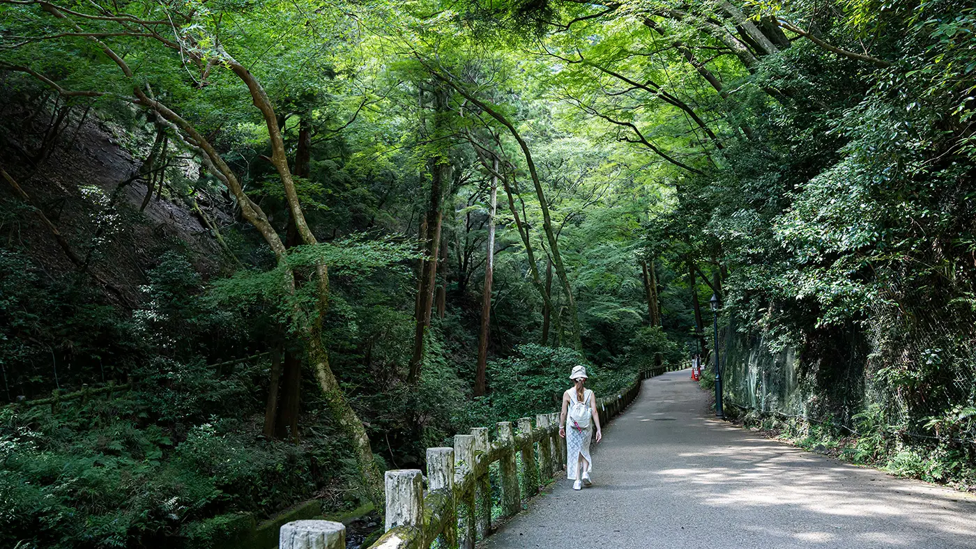 木々を吹き渡る風やきらめく木漏れ日、川のせせらぎを満喫できるハイキングコース