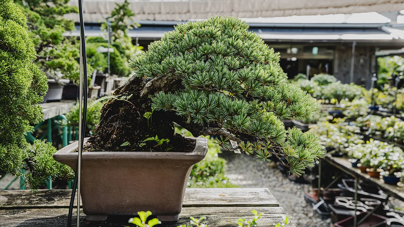 細河地区の植木