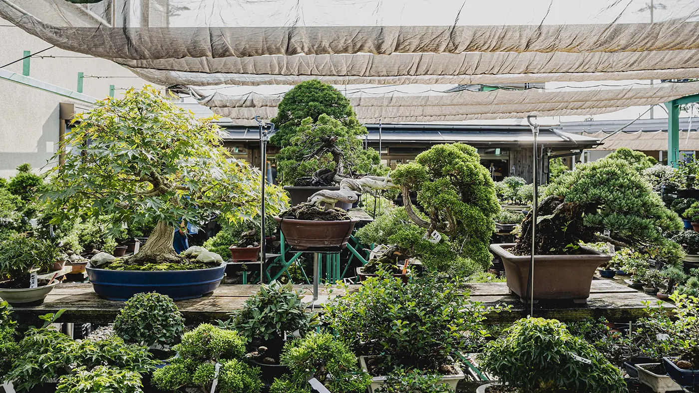 「養庄園」では盆栽エリアのほかに、多肉・サボテン・観葉植物を扱うエリアも