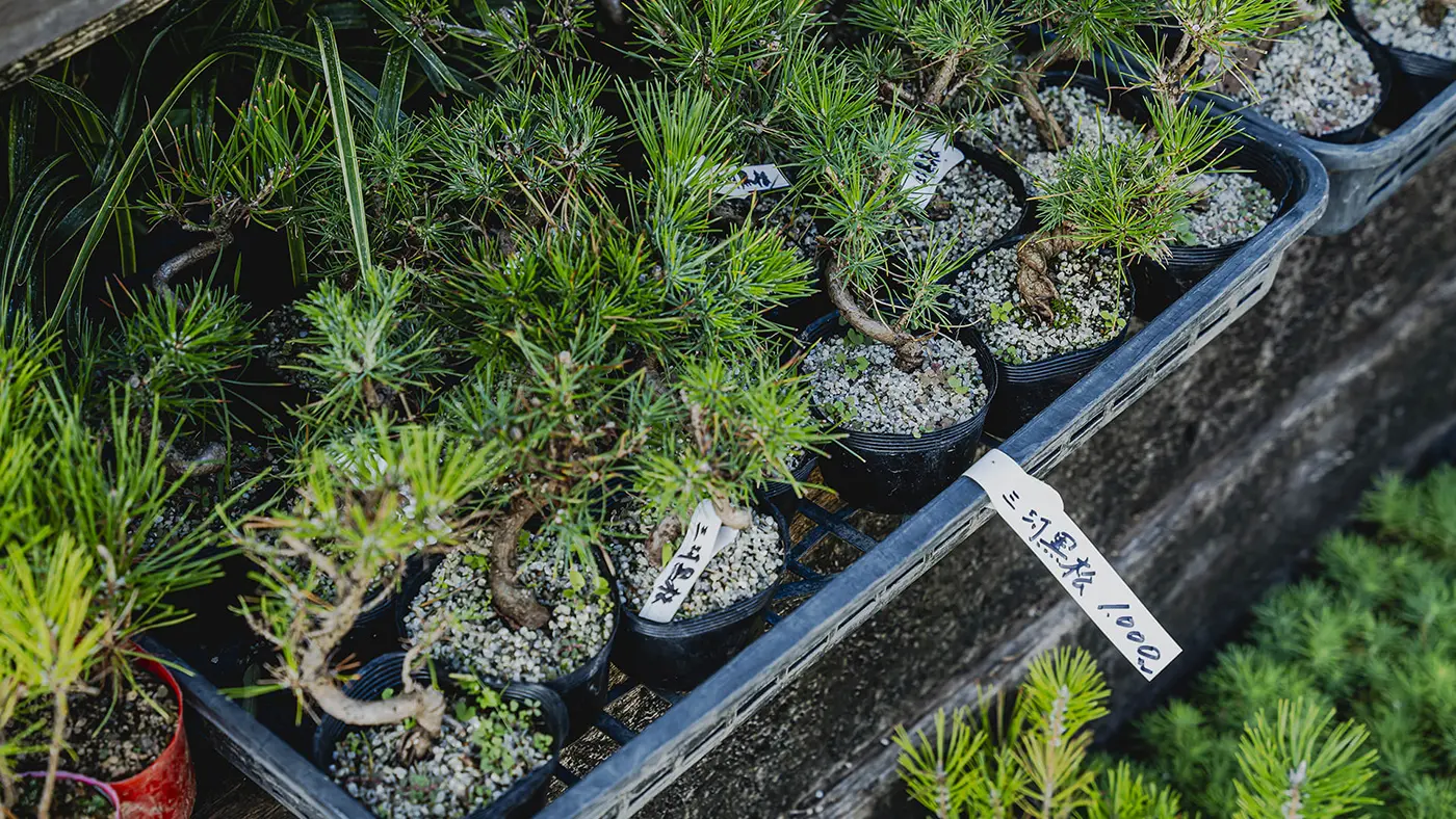 養苗木サイズの黒松の盆栽