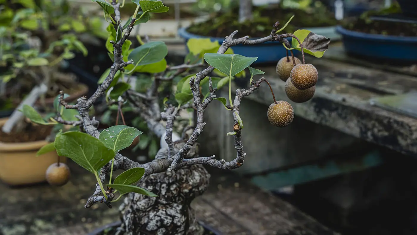 養庄園には100種類以上の盆栽