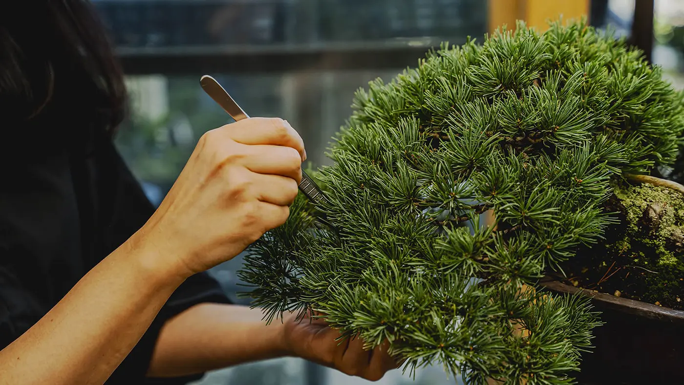 養庄園では盆栽教室も実施