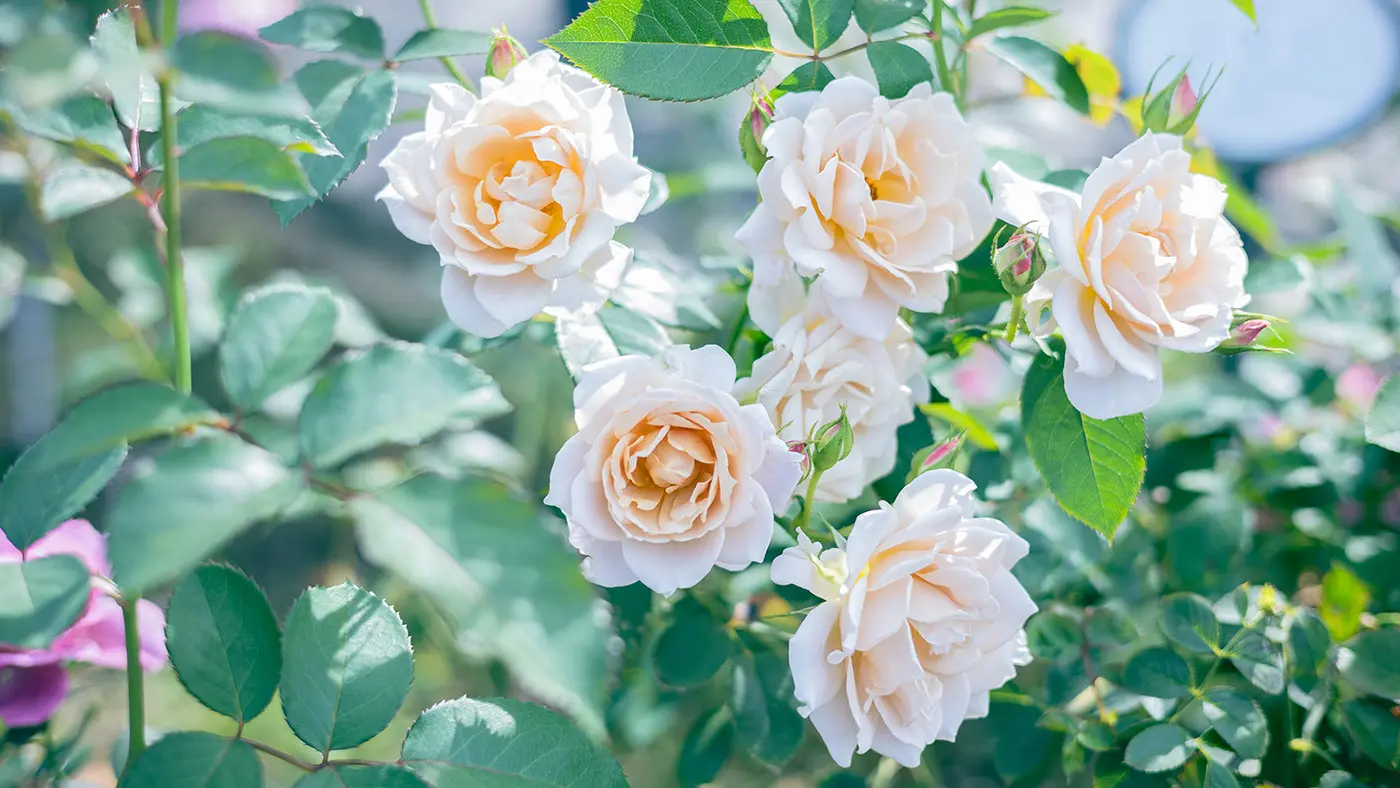 2000年に大規模なリニューアルを行い、現在は約600種、約4,000株を有する英国風の「ローズガーデン」として、関西有数のバラの名所の座に鎮座し続けています。