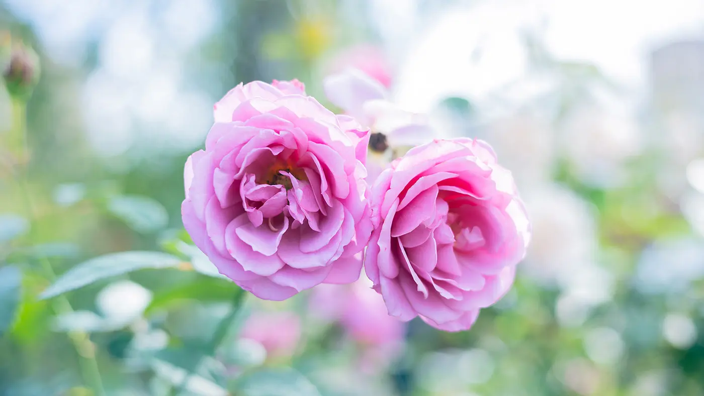 2000年に大規模なリニューアルを行い、現在は約600種、約4,000株を有する英国風の「ローズガーデン」として、関西有数のバラの名所の座に鎮座し続けています。