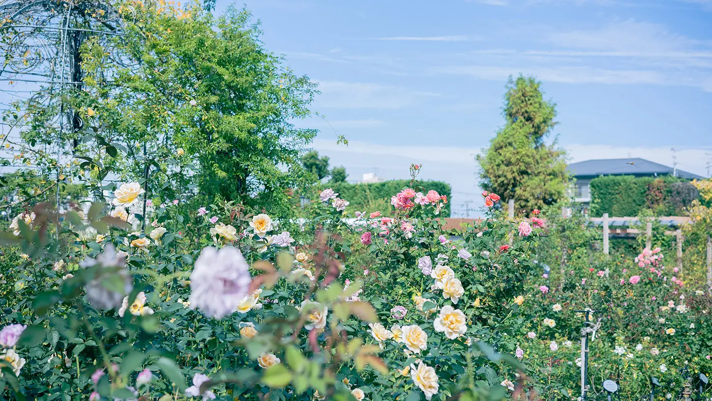 実はここ、フルーティーやスパイシーなど、7種ものバラの香りが楽しめる「フレグランスエリア」。