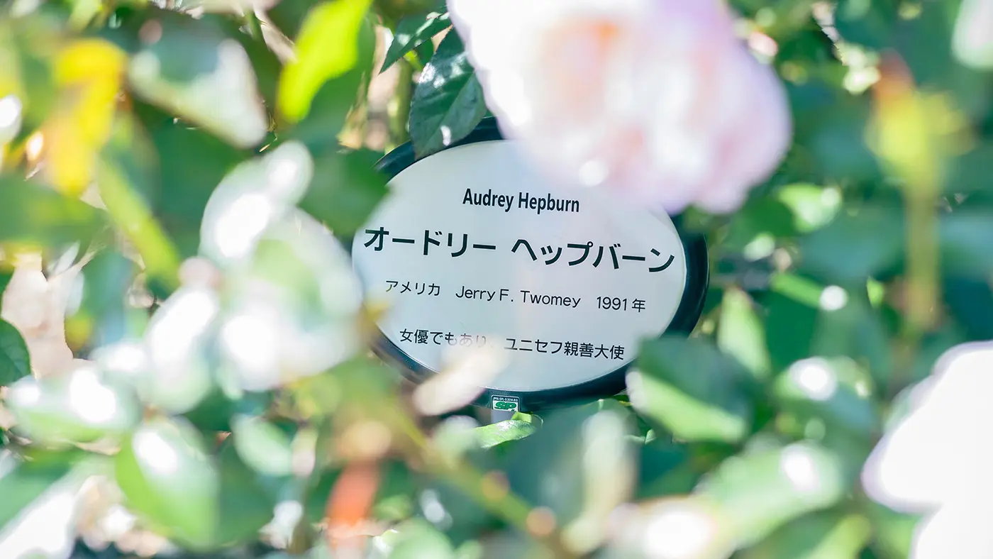 フリルのような花弁が印象的な「オードリー ヘップバーン」