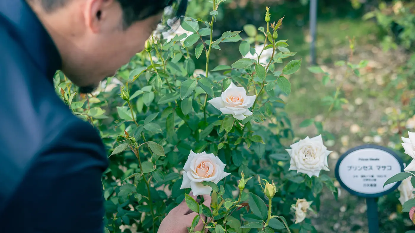 ロイヤルファミリーシリーズのバラには、日本のロイヤルファミリーも！