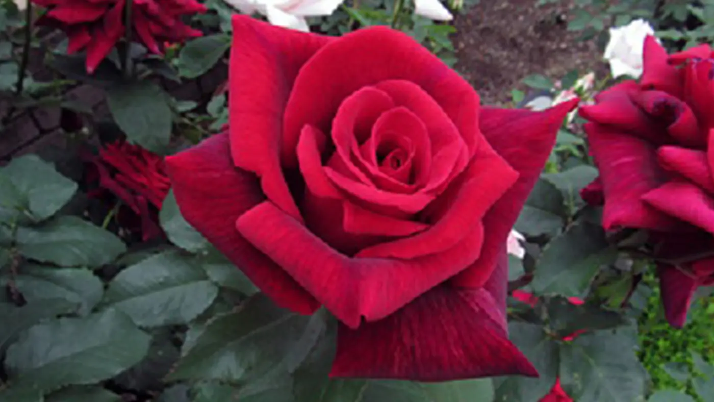 和バラの「嵐山」。秋を感じる深い色合いが美しい（画像提供：ひらかたパーク）