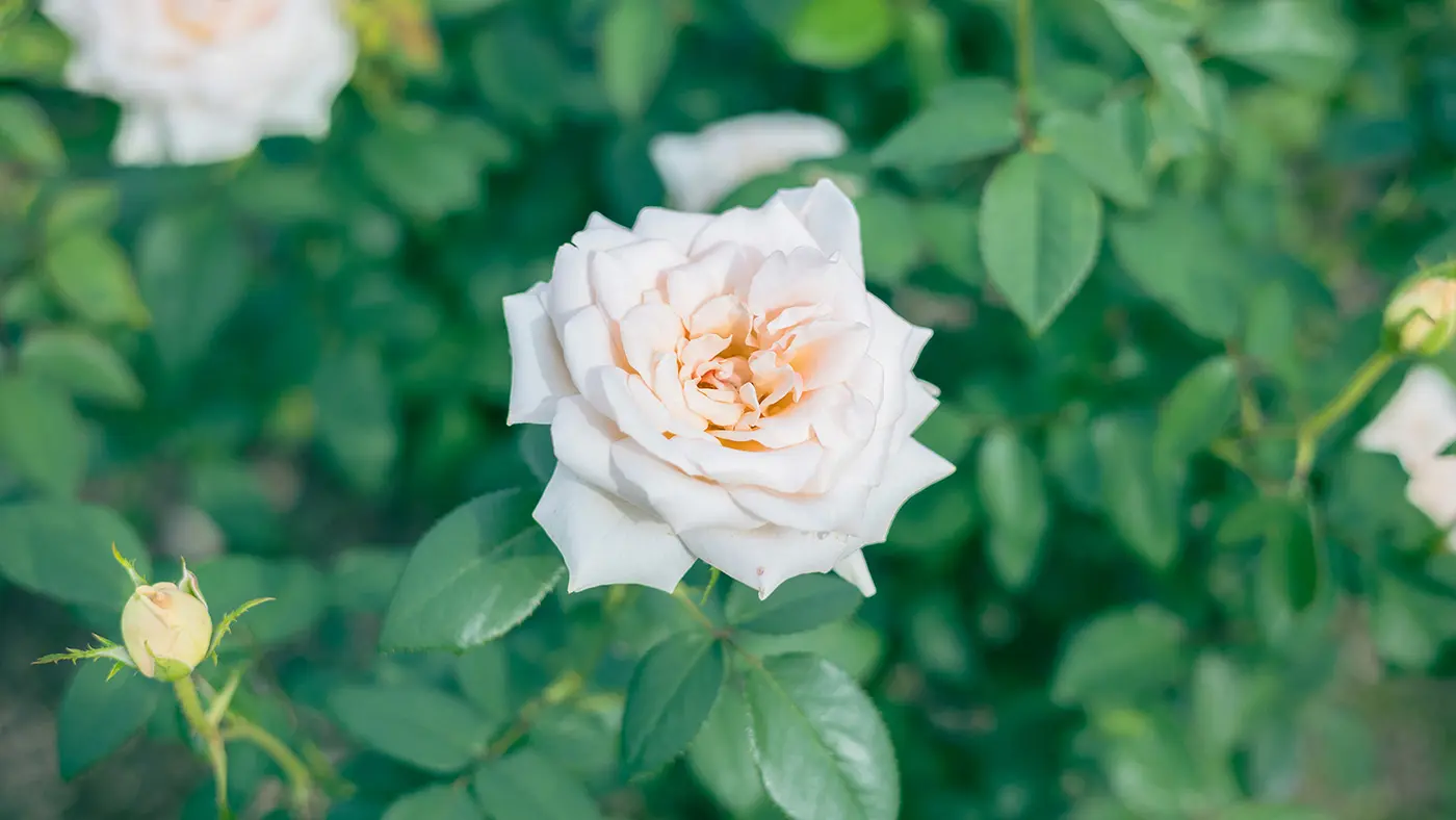 こちらも和バラから「いおり」。細かく折り重なるような花びらと、丸っこいフォルムが可愛らしい