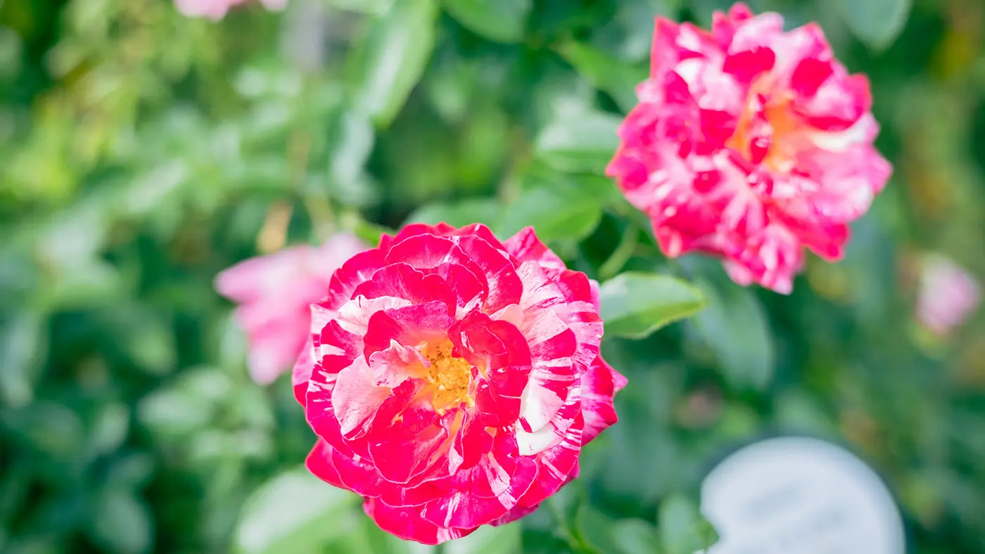 こちらは、美術史に大きな影響を与えたフランスの画家の名を持つバラ「アンリ マティス」の名を持つバラ