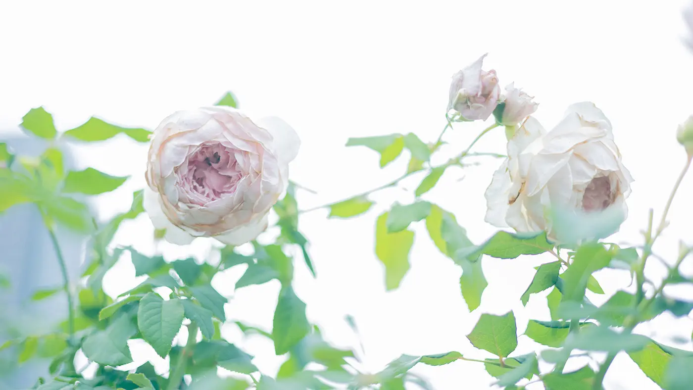 現在は、約310種、約3,700株ものバラが、この中之島公園で育てられています。