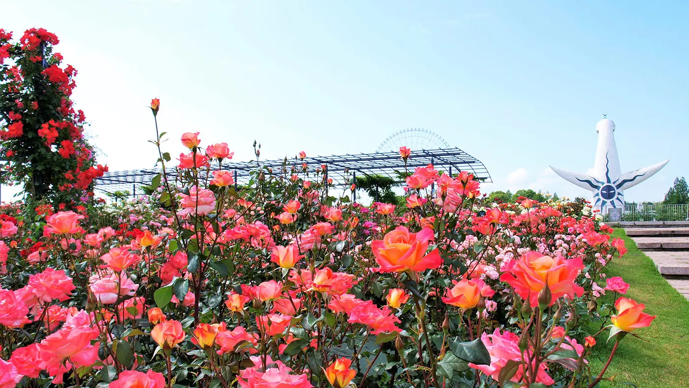 太陽の塔とバラのコラボレーション