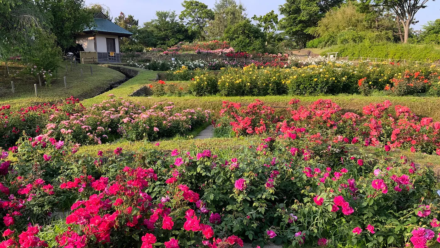 日本庭園の魅力にバラが融合。浜寺公園ばら庭園