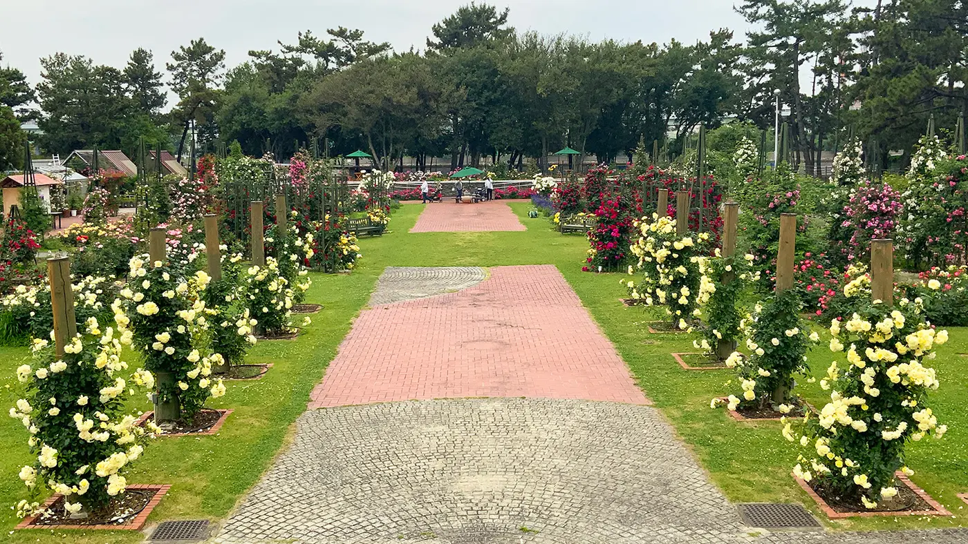 画像提供：京阪園芸株式会社